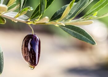 Reducen a cero las retenciones a exportaciones agroindustriales de las economías regionales