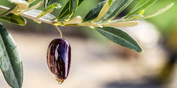 Reducen a cero las retenciones a exportaciones agroindustriales de las economías regionales