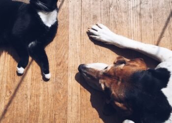 Nueva jornada especial de castraciones