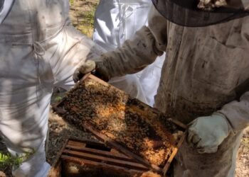 Ofrecen capacitaciones para formar nuevos operarios agrícolas