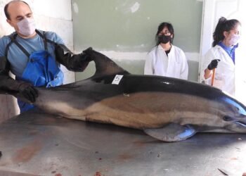 Aparecieron muertos 16 delfines en la costa de San Antonio Oeste