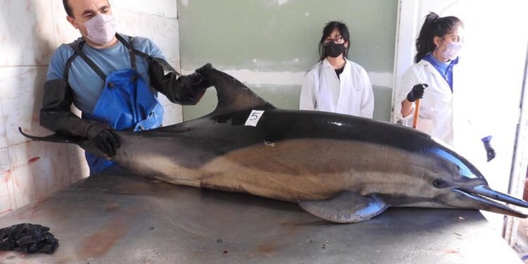 Aparecieron muertos 16 delfines en la costa de San Antonio Oeste