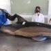 Aparecieron muertos 16 delfines en la costa de San Antonio Oeste