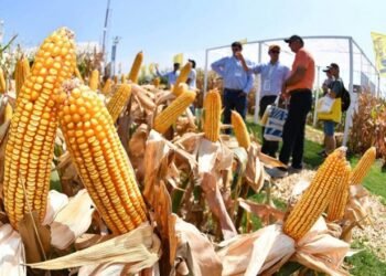 La escasez de lluvias condiciona la evolución de los cultivos