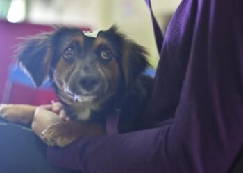 El próximo sábado, nueva jornada de castraciones masivas