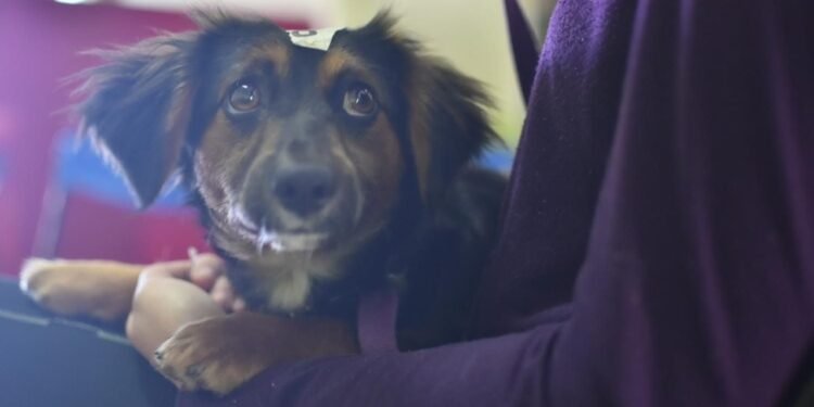 El próximo sábado, nueva jornada de castraciones masivas