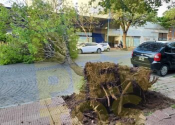 Múltiples inconvenientes por el fuerte viento que se desató en la región