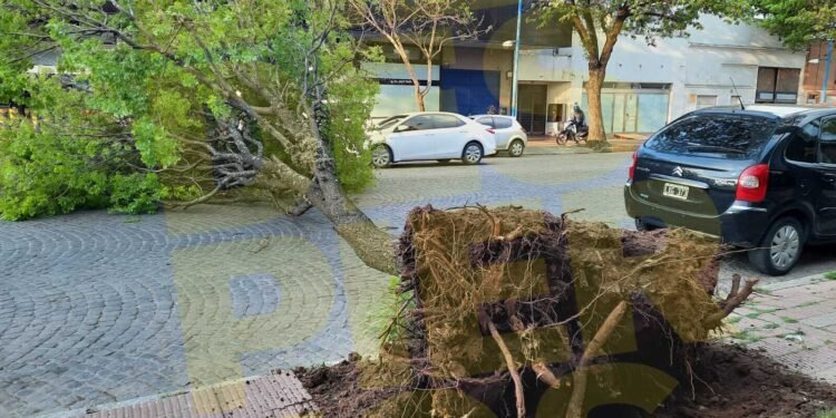Múltiples inconvenientes por el fuerte viento que se desató en la región
