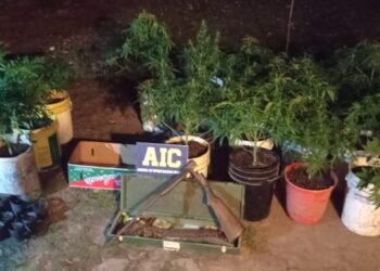 Ataliva: tenía una plantación de marihuana en su casa