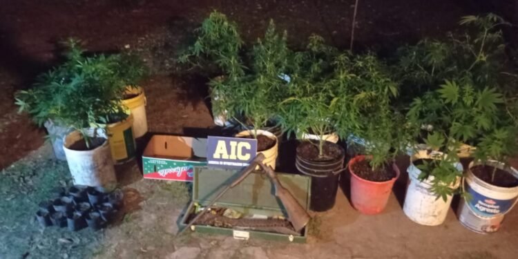 Ataliva: tenía una plantación de marihuana en su casa