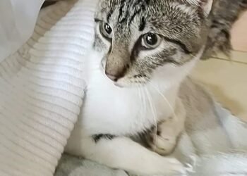 Se realizará este sábado otra jornada especial de castraciones de mascotas