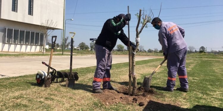Fin del plan de forestación 2021: Rafaela cuenta con 2500 nuevos árboles