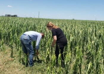 Ofrecen asistencia a productores de la zona afectados por el temporal del domingo 12