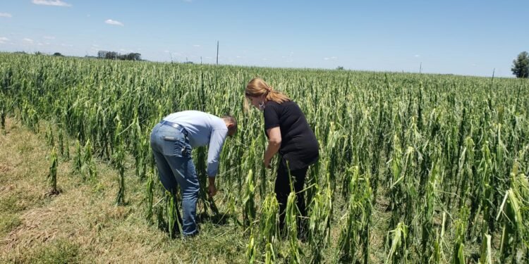 Ofrecen asistencia a productores de la zona afectados por el temporal del domingo 12