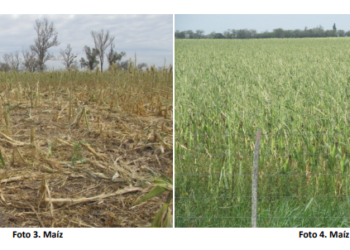 Temporal del domingo 12: Castellanos fue el departamento más afectado