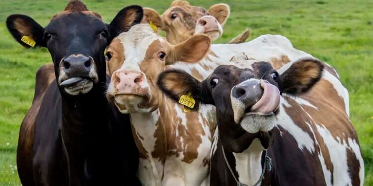 Robó 83 vacunos: le dictaron prisión preventiva