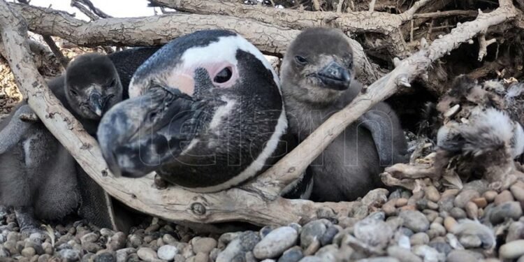 Presentarán una denuncia penal por la matanza de pingüinos