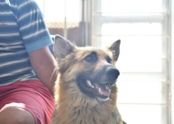 Realizarán una nueva jornada especial de castraciones