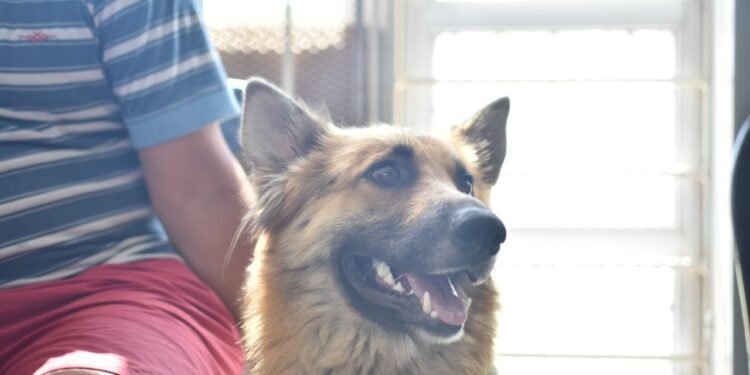 Realizarán una nueva jornada especial de castraciones