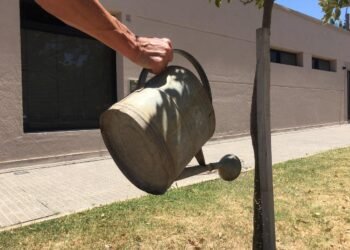 La importancia de proteger el arbolado urbano 