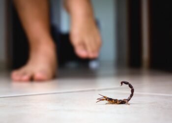 Prevención de accidentes por picaduras de alacranes