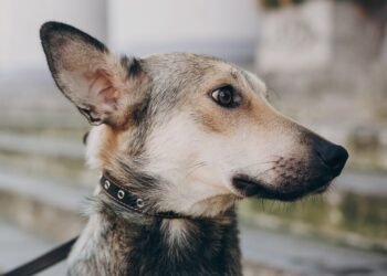 Harán nueva jornada especial de castraciones