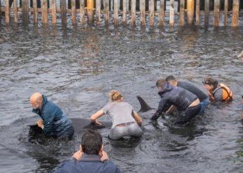 Decenas de delfines encallaron en las costas de Ushuaia