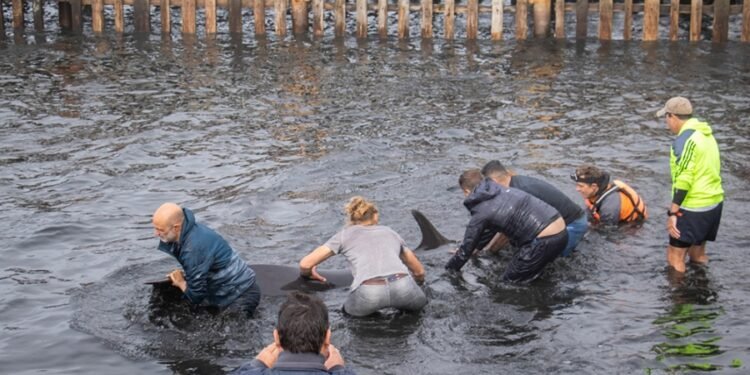 Decenas de delfines encallaron en las costas de Ushuaia