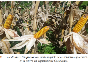 La campaña de granos gruesos avanza de forma irregular en la región