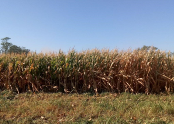 Un informe especial sobre el impacto de la sequía en Rafaela y la región