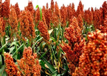 Este miércoles continúa el «Giro di sorgo» en el INTA Rafaela