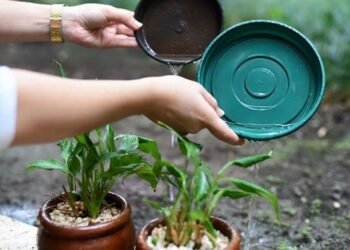 Dengue: Control de patios después de la lluvia