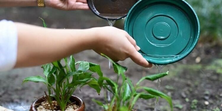 Dengue: Control de patios después de la lluvia