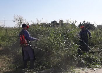 Intervienen en terrenos baldíos con órdenes judiciales para hacer desmalezado