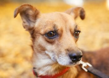 Nueva jornada especial de castraciones