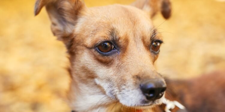 Nueva jornada especial de castraciones