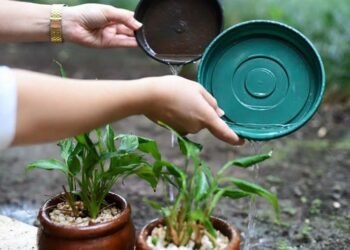 Dengue: Control de patios después de la lluvia