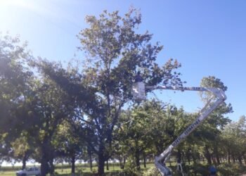 Habrá trabajos de poda para despejar líneas eléctricas