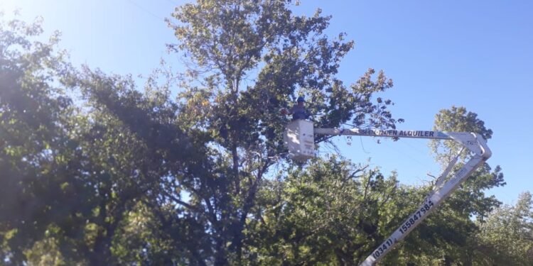 Habrá trabajos de poda para despejar líneas eléctricas