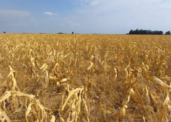 Extienden hasta el 31 de mayo el plazo para créditos para producciones afectadas por sequía