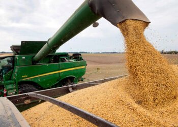 Cómo viene la cosecha gruesa en la región de Rafaela