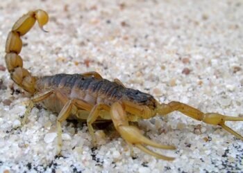 Tragedia en Santa Fe: murió un niño picado por un alacrán