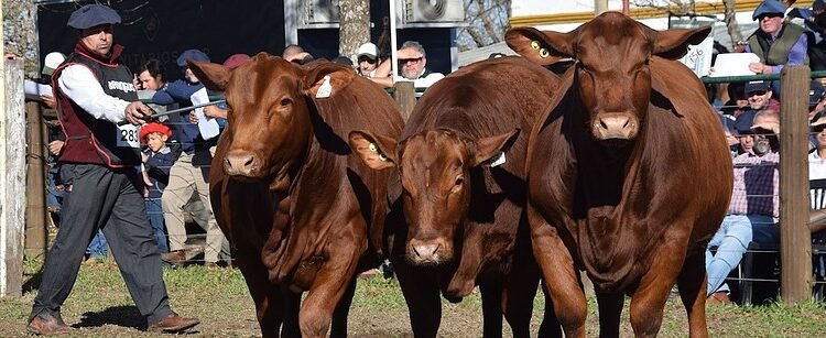 Corrientes fue el centro de la genética y los negocios ganaderos