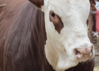 La Coop. Guillermo Lehmann organiza un remate de reproductores de cabañas de la región