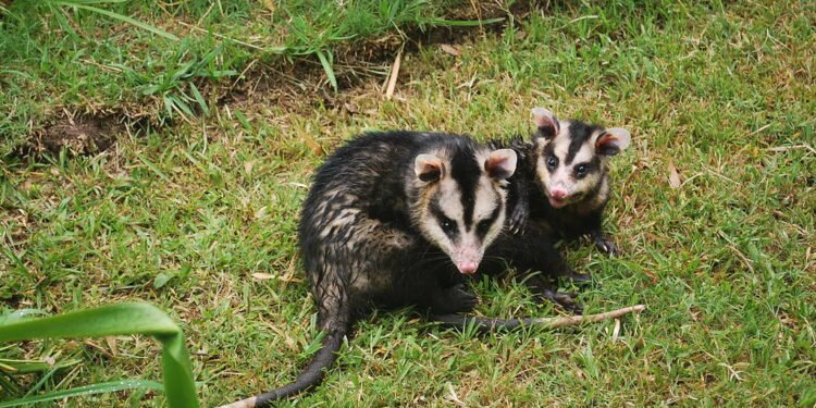 Investigan un posible caso de envenenamiento de fauna silvestre