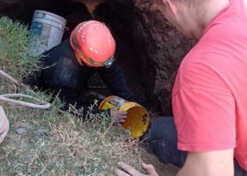 Rescatan a una yegua preñada que cayó en un pozo