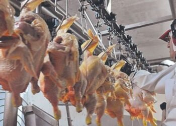 El consumo de carne de pollo de los argentinos casi iguala al de la carne bovina