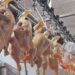 El consumo de carne de pollo de los argentinos casi iguala al de la carne bovina