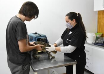 Realizaron otra jornada especial de castración y vacunación