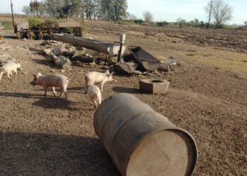 Más controles ante la aparición de casos de triquinosis